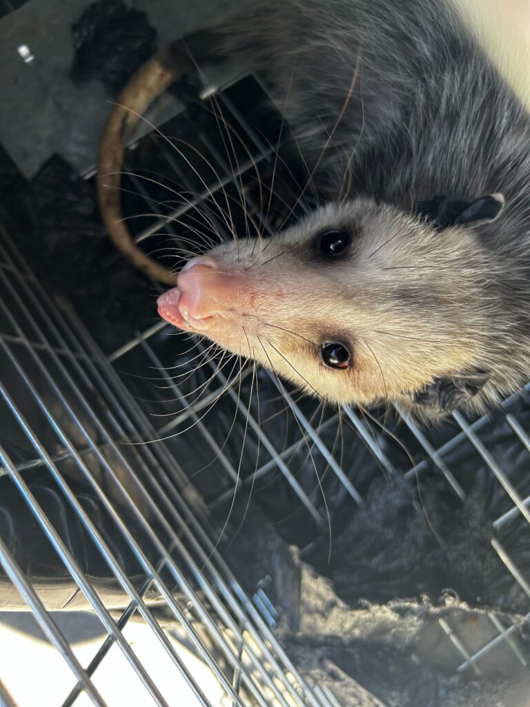 Wildlife Control Coe